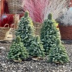 Mini vianočný stromček - ručná práca z jedle striebornej (Abies Nobilis), výška: 30 cm 